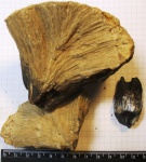 Chaetetes