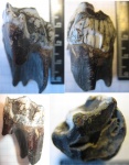 Bovinae?