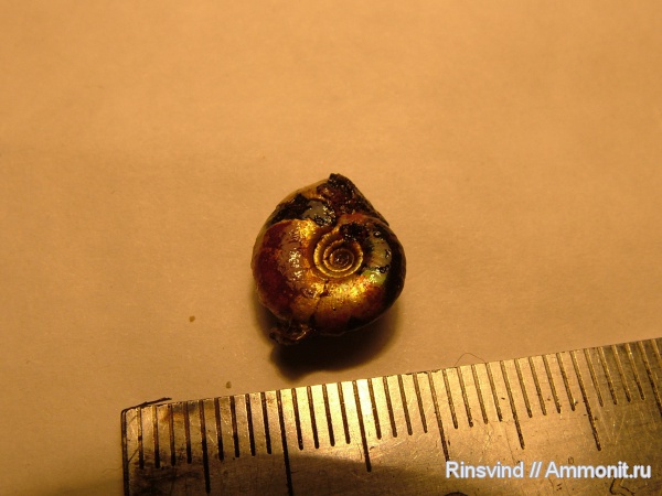 аммониты, Фили, Ammonites