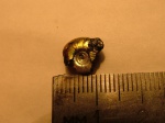 Фрагмент Kachpurites fulgens
