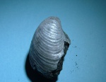 Двустворка Buchia