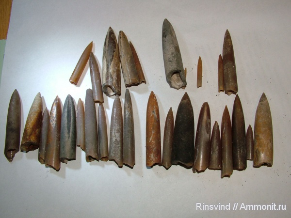 белемниты, Фили, belemnites