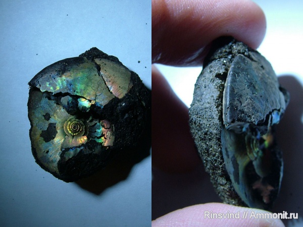аммониты, Фили, Garniericeras, Ammonites