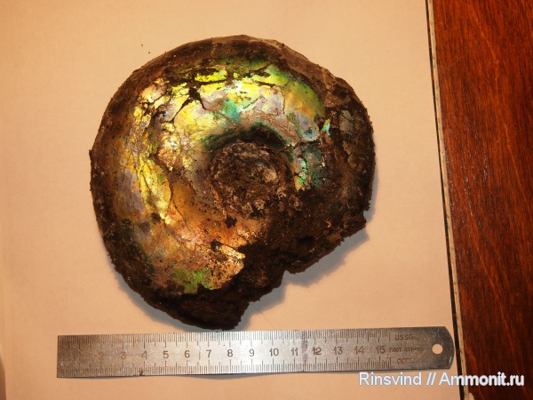 аммониты, Craspedites, Craspedites okensis, Ammonites