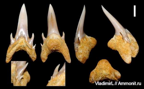 палеоген, рыбы, палеоцен, акулы, Волгоградская область, Jaekelodontidae, Palaeohypotodus, Серафимович, тенет, Palaeohypotodus rutoti, fish, sharks