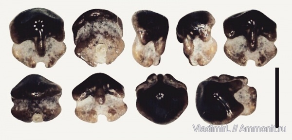 палеоген, рыбы, палеоцен, скаты, Волгоградская область, RHINOBATIDAE, танет, Rhinobatos, Серафимович