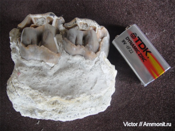 зубы, teeth