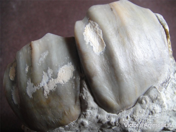 зубы, teeth