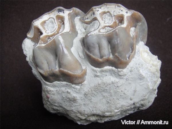 зубы, teeth