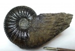 Amoeboceras.
