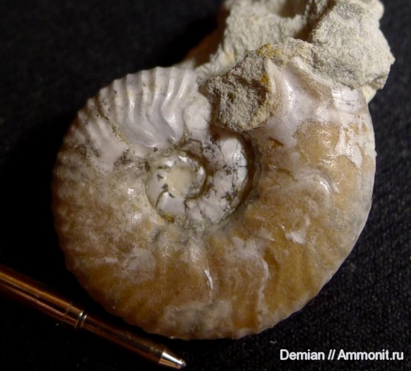 ушки, устье, Sutneria, Aspidoceratidae, Microconchs, lappets