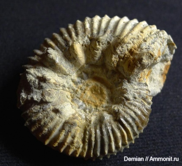 Aulacostephanus