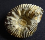 Aulacostephanus