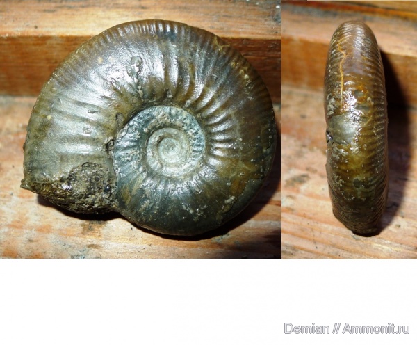 келловей, Anaplanulites submutatus, Callovian, Middle Jurassic