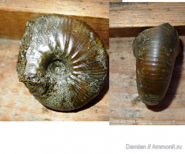 келловей, Rondiceras, Callovian, Middle Jurassic