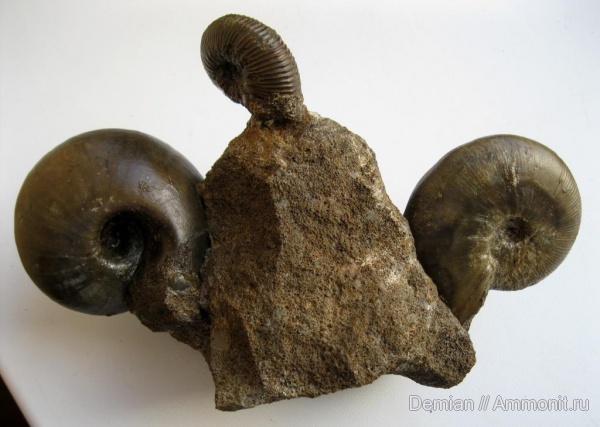 Kosmoceras, Rondiceras