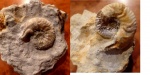 Sutneria eumela