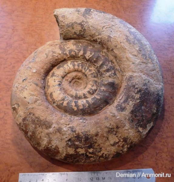 юра, Indosphinctes, Никитино, Jurassic
