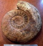Indosphinctes
