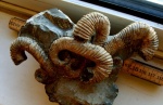 Toxoceratoides