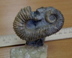 одиночный Toxoceratoides