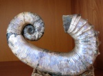 Audouliceras