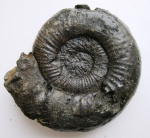 Dorsoplanites