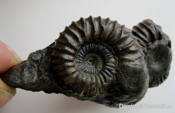 юра, Коломенское, Pavlovia, Pavlovia pavlovi, Jurassic