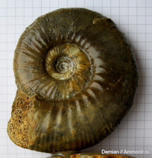 Никитино, Anaplanulites