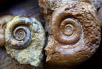 малышки biаsaloceras