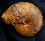 Euphylloceras ponticuli 4,5 см