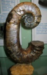 Audouliceras
