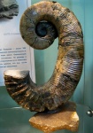 Audouliceras