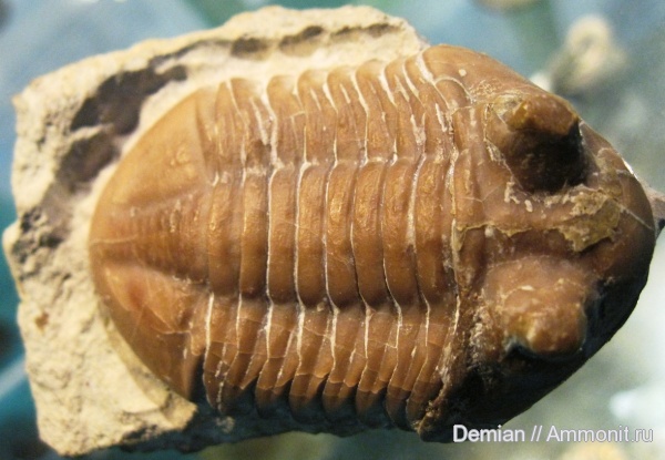 ордовик, р. Волхов, Ordovician