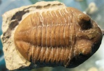 Asaphus cornutus