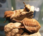 Asaphus Kowalewskii