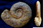 Pseudothurmannia