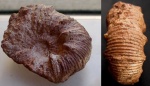 Holcodiscus 4,5 см