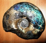 Craspedites okensis