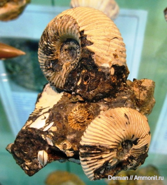 аммониты, р. Унжа