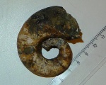 Аммонит Pictetia sp.