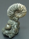 Acanthohoplites