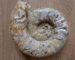 Аммонит Aspidoceras karpinskii Pavlow, 1886
