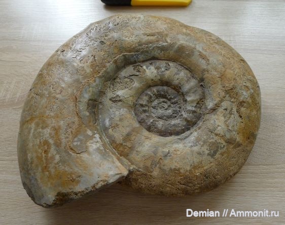 аммониты, Indosphinctes