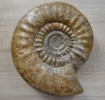 Choffatia