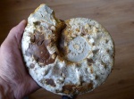 Aspidoceras