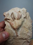 Synerocrinus