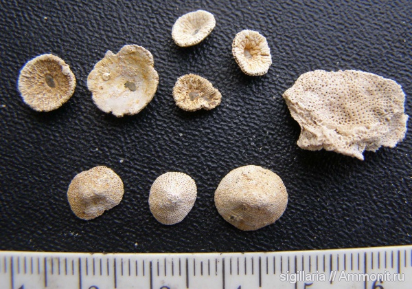 мшанки, Lunulites