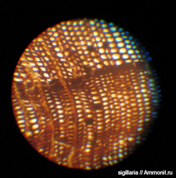 Taxodiaceae