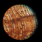 Taxodiaceae gen.